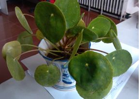 办公室叼嘿网站视频设计之叶子大植物.jpg