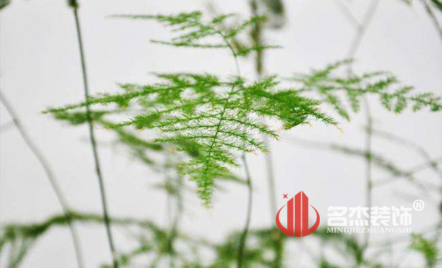 办公室叼嘿网站视频风水之绿植.jpg