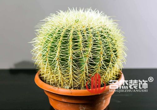 办公室叼嘿网站视频风水之仙人掌.jpg
